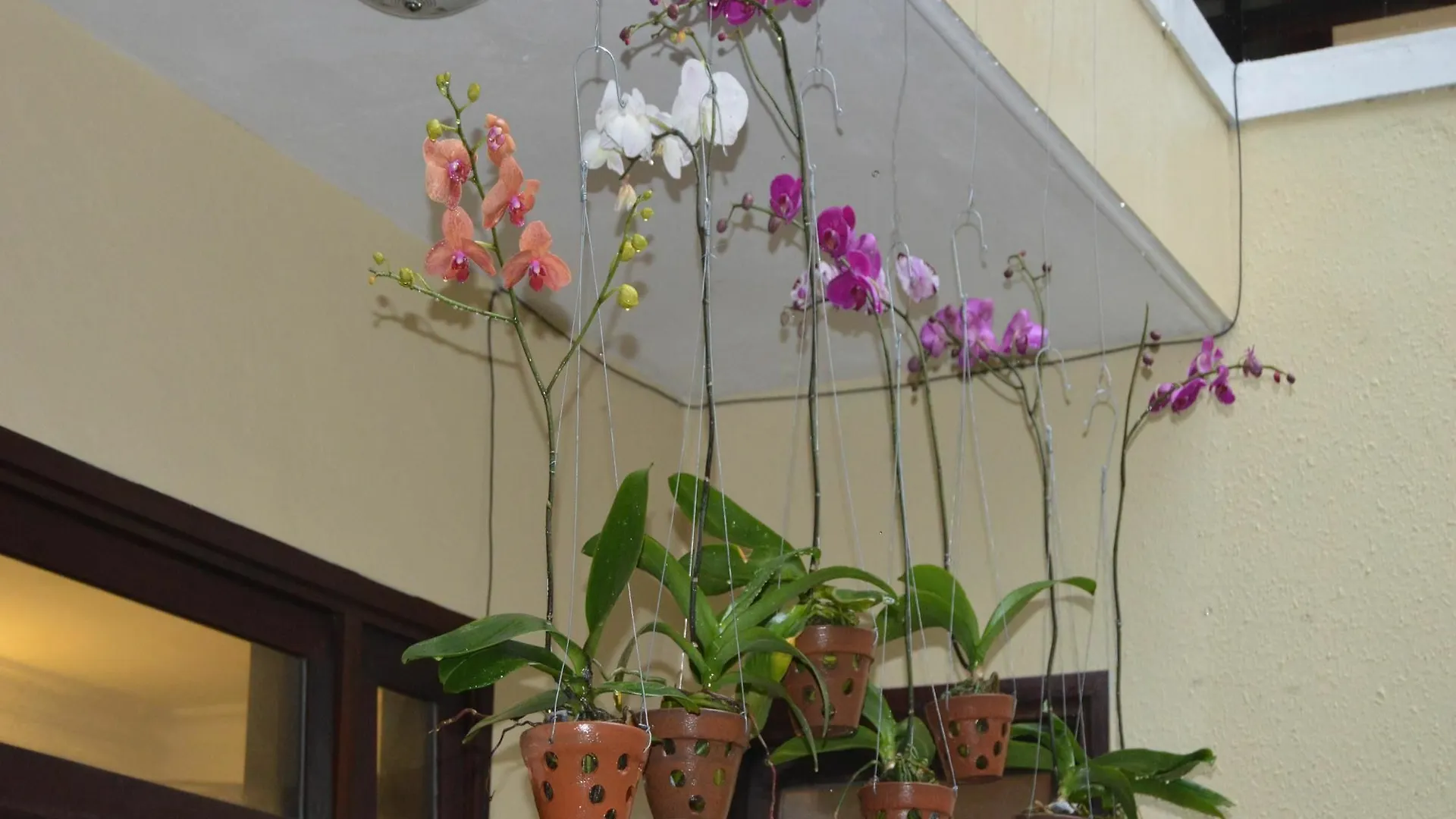 Orchids Homestay Hoi An Vietname